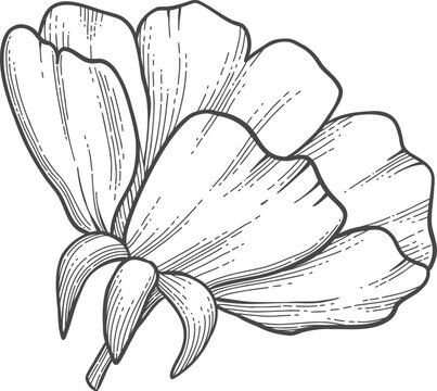 recommend clip art: Wild rose flower, line art drawing. Outline floral design element isolated on white background, vector illustration. Hand drawn rose hip flower, bud, berry and leave