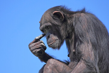 A contemplative chimpanzee deep in thought against a clear blue sky. Capturing the expressive nature of wildlife in a close-up view.