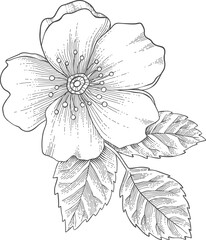 Fototapeta premium Wild rose flower, line art drawing. Outline floral design element isolated on white background, vector illustration. Hand drawn rose hip flower, bud, berry and leave