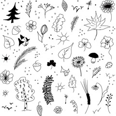 Doodle illusttratio, black and white hand drawn, ceparated elements on white background, summer, nature, leaves