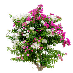 Naklejka premium Bougainvillea Glabra Isolated on Transparent