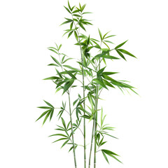 Obraz premium Isolated green bamboo with leaves on a transparent background with clipping path and complete depth of field