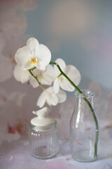storczyk biały w wazonie na jasnym pastelowym tle © Marlena