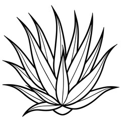 Aloe dichotoma vector illustration on white background.  or Aloe vera