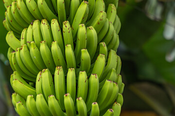 Dwarf Cavendish bananas from the Canary Islands