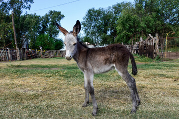 Donkey newborn baby in farm, Argentine Countryside