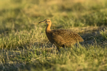 Red winged Tinamou, Rhynchotus rufescens, La Pampa province , Argentina