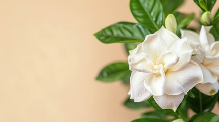 Obraz premium Gardenia flower in focus with space for text
