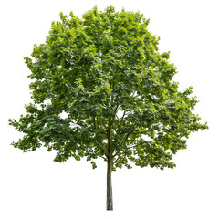 Fototapeta premium Platanus Acerifolia Isolated on Transparent Background