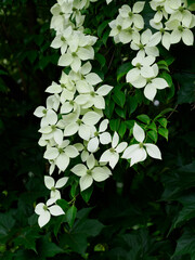 コルヌス・ホンコンエンシスの白い花