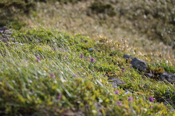 白樺山の斜面で咲くハクサンチドリ