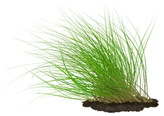 green grass isolated on white