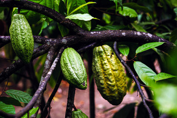 Unripe green cacao pods on cacao tree, Close-up