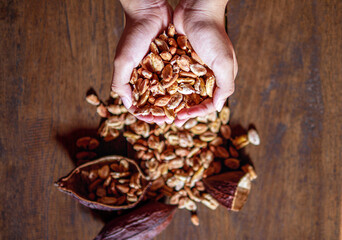 Cocoa beans and dried cocoa seed in hand