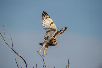 The common barn owl or barn owl is the most widely distributed owl species, as well as one of the most common bird species.