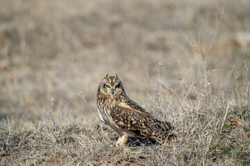 The common barn owl or barn owl is the most widely distributed owl species, as well as one of the most common bird species.
