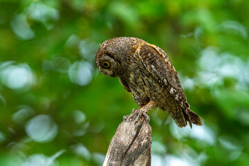 Turkey's smallest owl species: Scops owl (Otus scops)