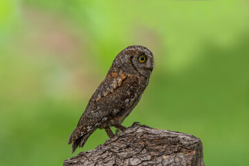 Turkey's smallest owl species: Scops owl (Otus scops)