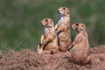 prairie dogs on the ground