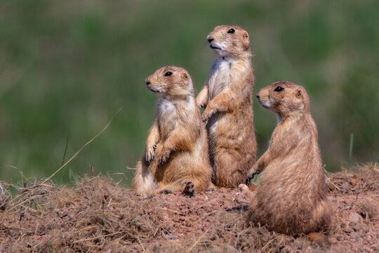 prairie dogs on the ground