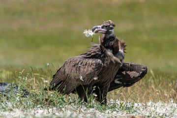 Black vulture. Photographed in Bolu region, Turkey.