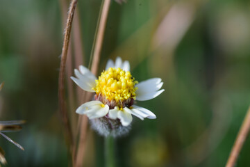 white flower in the garden