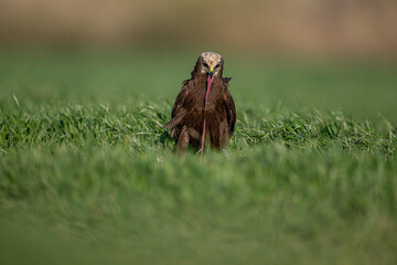 Red hawk is a species of bird of prey belonging to the hawks subfamily of the hawk family. It is the tuygun that most closely resembles the black rookie; Sometimes it resembles a hawk while gliding.