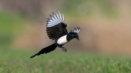 Magpie is a genus that includes long-tailed bird species from the corvidae family and is the common name of the bird species that make up the genera Pica, Urocissa, Cissa and Cyanopica.