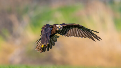 Red hawk is a species of bird of prey belonging to the hawks subfamily of the hawk family. It is the tuygun that most closely resembles the black rookie; Sometimes it resembles a hawk while gliding.