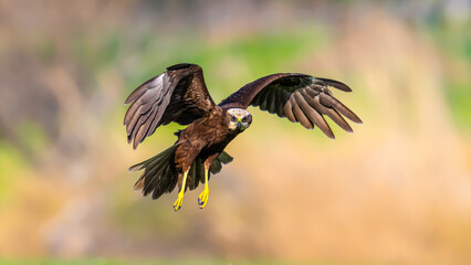 Red hawk is a species of bird of prey belonging to the hawks subfamily of the hawk family. It is the tuygun that most closely resembles the black rookie; Sometimes it resembles a hawk while gliding.