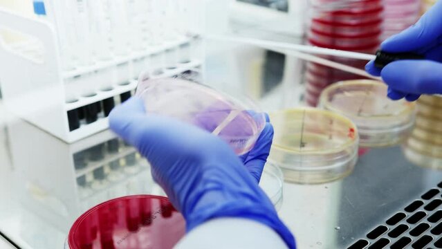This high-definition video showcases a scientist in a laboratory setting, working with petri dishes and a swab to culture bacteria. The scientist, wearing blue gloves, carefully inoculates the agar pl