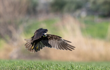Red hawk is a species of bird of prey belonging to the hawks subfamily of the hawk family. It is the tuygun that most closely resembles the black rookie; Sometimes it resembles a hawk while gliding.