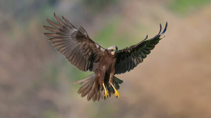 Red hawk is a species of bird of prey belonging to the hawks subfamily of the hawk family. It is the tuygun that most closely resembles the black rookie; Sometimes it resembles a hawk while gliding.