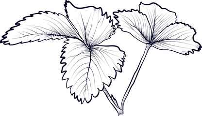 black and white hand-drawn drawing of strawberry leaves vector illustration