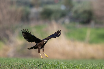 Red hawk is a species of bird of prey belonging to the hawks subfamily of the hawk family. It is...