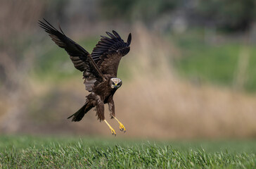 Red hawk is a species of bird of prey belonging to the hawks subfamily of the hawk family. It is the tuygun that most closely resembles the black rookie; Sometimes it resembles a hawk while gliding.