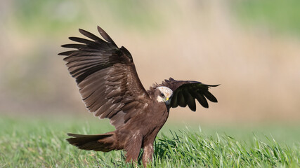 Red hawk is a species of bird of prey belonging to the hawks subfamily of the hawk family. It is...