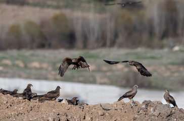 Black kite is a medium-sized kite species from the sparrowhawk family. It was photographed in the Malatya region of Turkey.