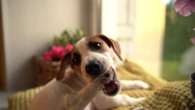 Puppy licks and bites the paw, little puppy lies in at window