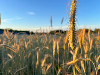 Wheat field with sunlight rural landscape