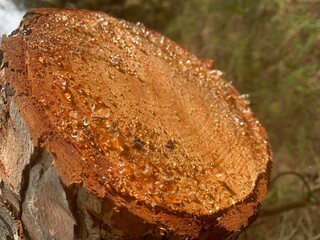 Tree sap on sawn-off trunk closeup. A viscous gum seeped through the age rings pores on rough surface of pine stump. Clear drops of resin oozing from freshly cut conifer wood, sparkling in the sun.