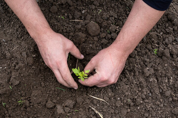 A man plants a tomato seedling in open ground.