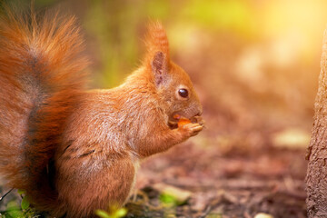 Red squirrel in woods. Standing on ground. Bathed in sunlight. Green foliage.