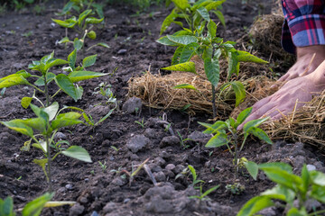 A man mulches a bed of pepper plants. Organic farming.