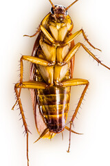 Cafard, blatte, cancrelat