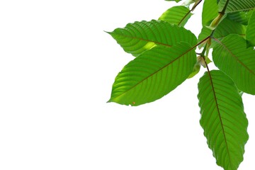 In selective focus Kratom leaves with branches on white isolated background for green foliage backdrop