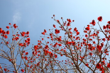 Red Erythrina Caffra flower blooming on coral tree