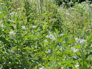 ワルナスビが花を咲かせた