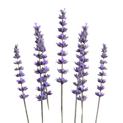 Isolated lavender flowers on transparent background with full depth of field.