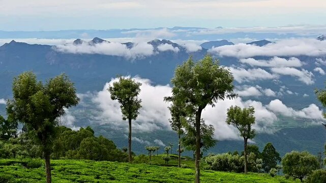 Landscape view of blue mountains of Nilgiris from tea plantation in Coonoor, South India